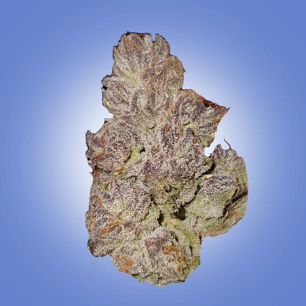 AAA Premium Exotic  Gelato 28 Gram